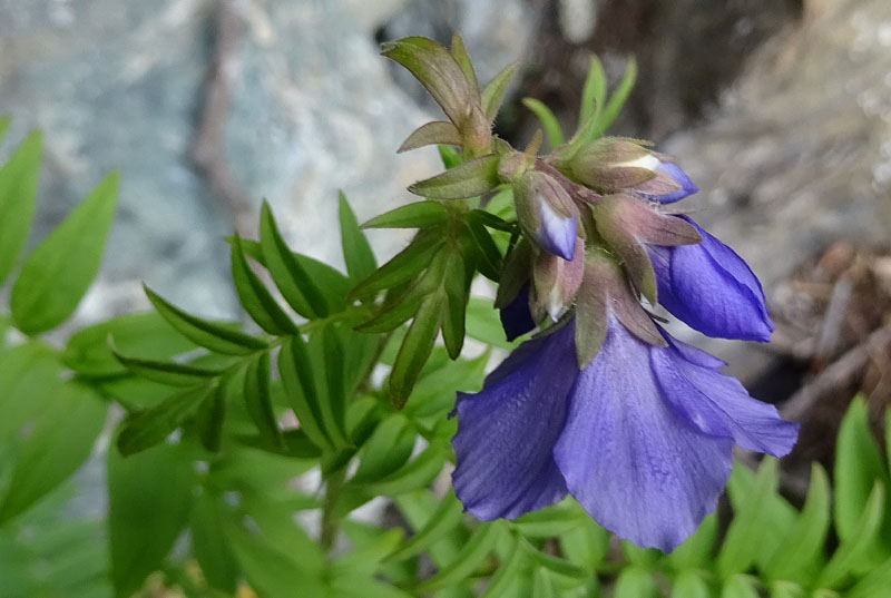 Polemonium caeruleum / Polemonio ceruleo